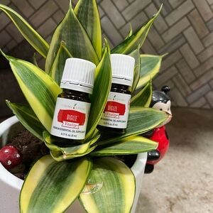 Young Living Digize Vitality Essential Oil